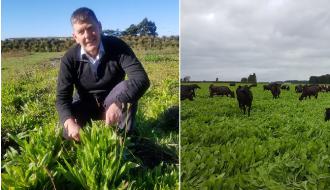 Vijf gras-kruiden inzichten uit Nieuw-Zeeland