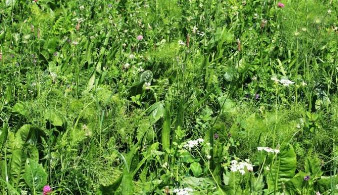 Kruidenrijk gras kans voor Nederlandse veehouderij
