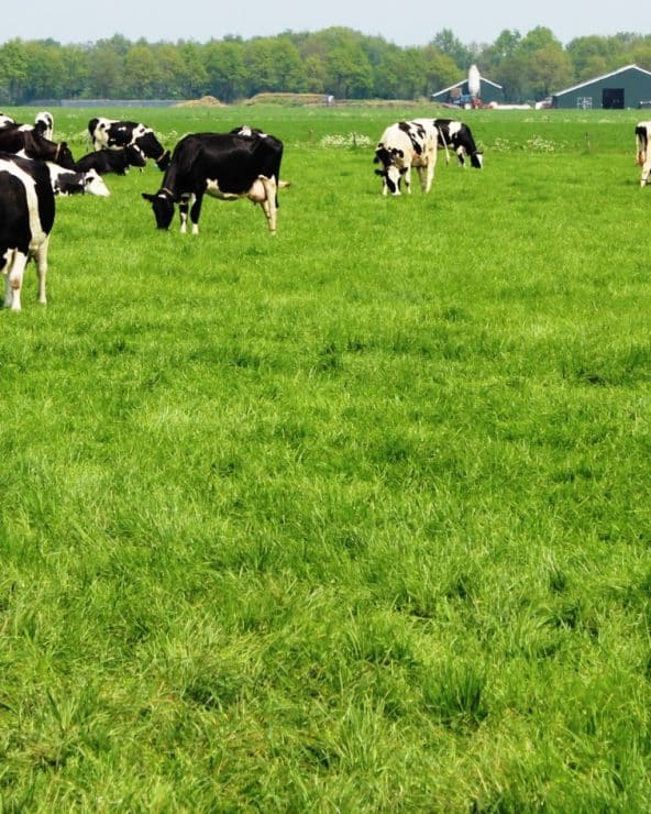 van Havera weidemengsels is biologisch zaaizaad beschikbaar
