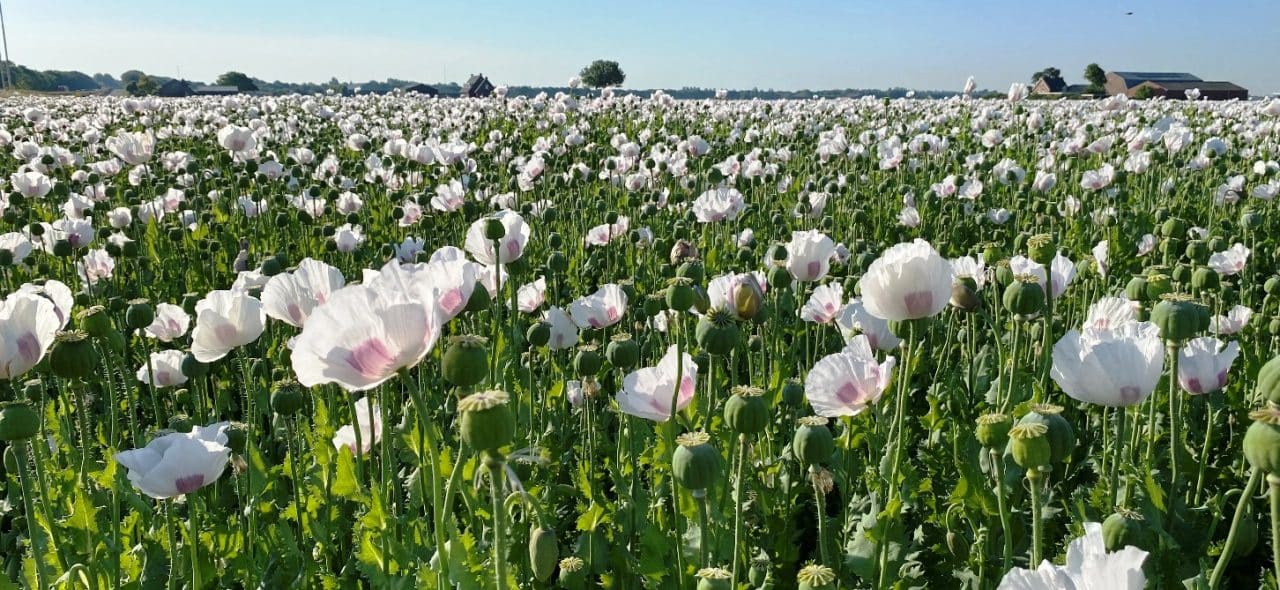 blauwmaanzaad
