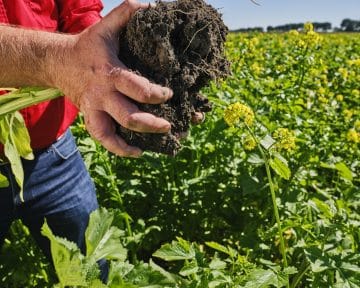 biologische zaaizaden zijn ook beschikbaar voor groenbemesters van lgseeds