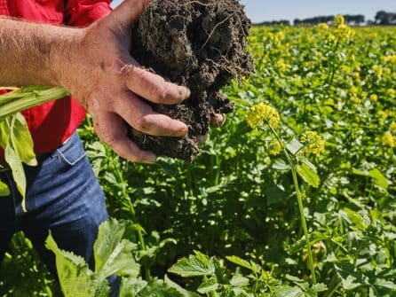 biologische zaaizaden zijn ook beschikbaar voor groenbemesters van lgseeds