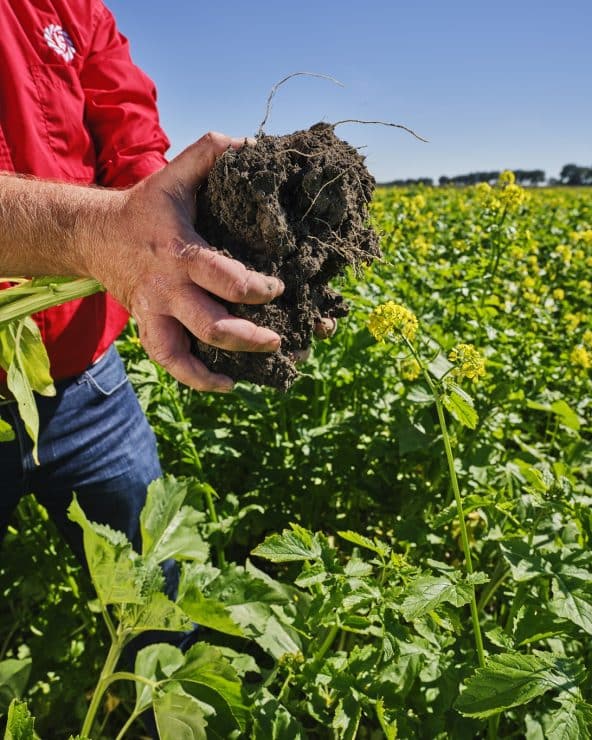 biologische zaaizaden zijn ook beschikbaar voor groenbemesters van lgseeds