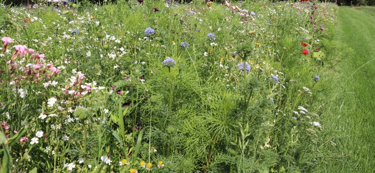 akkerrand bloemrijk 1