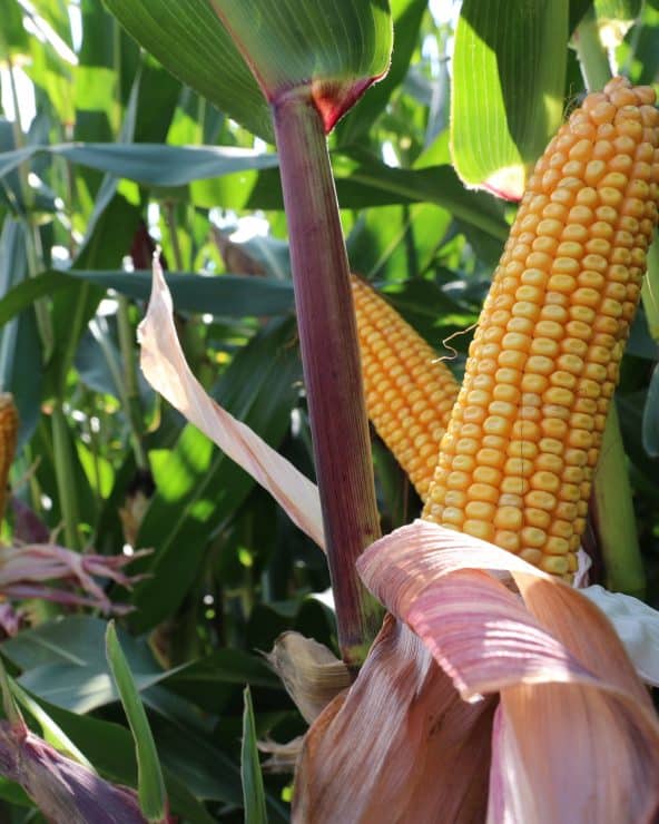 lg 31.211 is één van de biologische maiszaad rassen van lgseeds