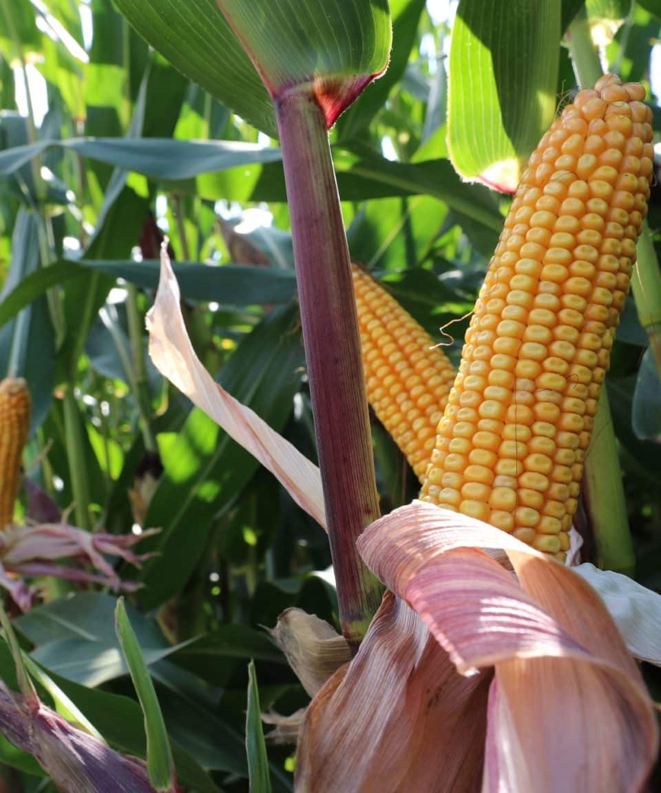 lg 31.211 is één van de biologische maiszaad rassen van lgseeds
