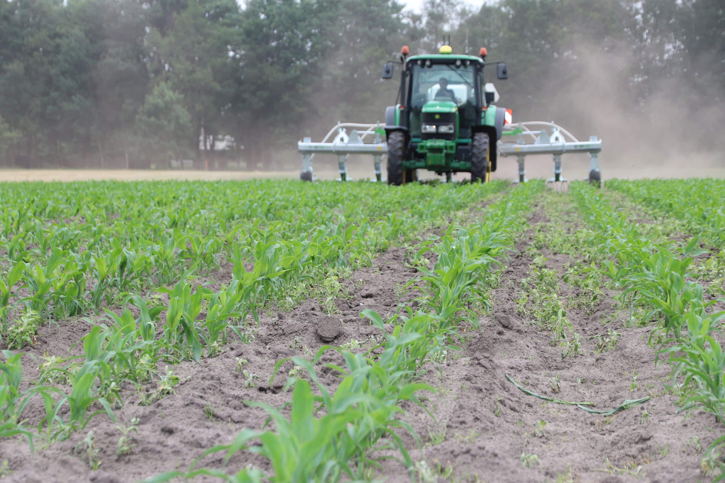 Tractor schoffelt jonge maïs na zware regen op dichtgeslagen bodem