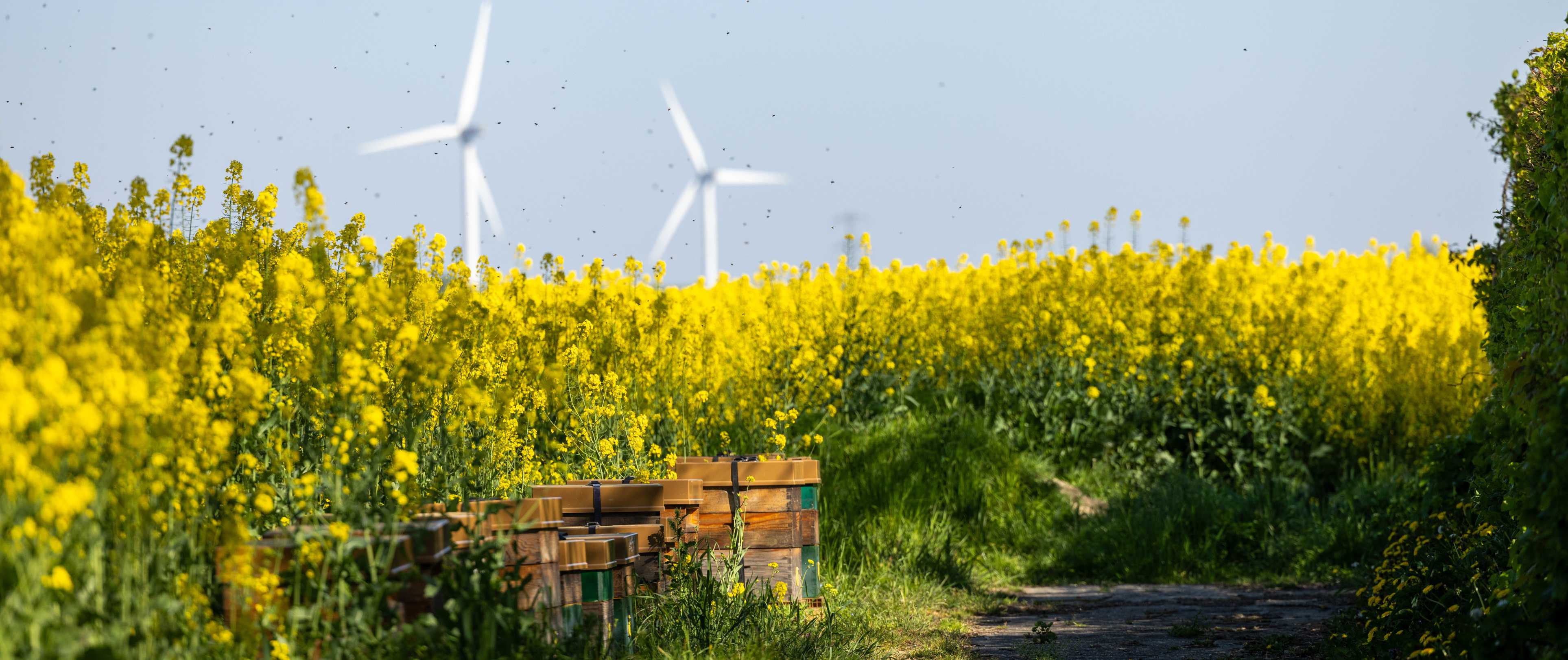 Bijenkasten langs perceel met bloeiend koolzaad