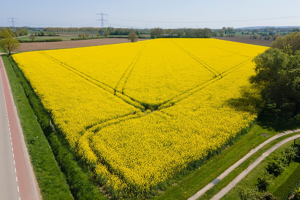 Koolzaadperceel in bloei gezien vanuit de lucht